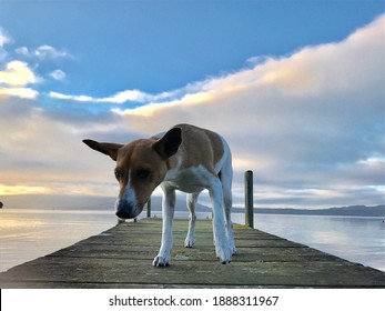 Fox Terrier Miniature In Rotorua NewZealand