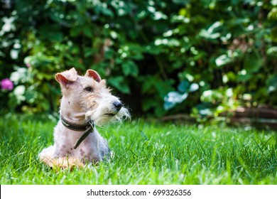 Fox Terrier on the lawn - Powered by Shutterstock