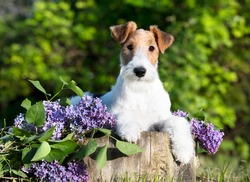 Fox Terrier, Portrait Of A Terrier Dog Against The Background Of A Blooming Garden
