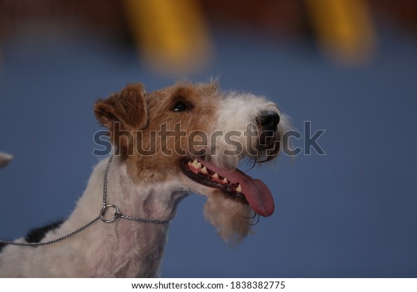 Fox terrier\
portrait at dog show in\
Poland