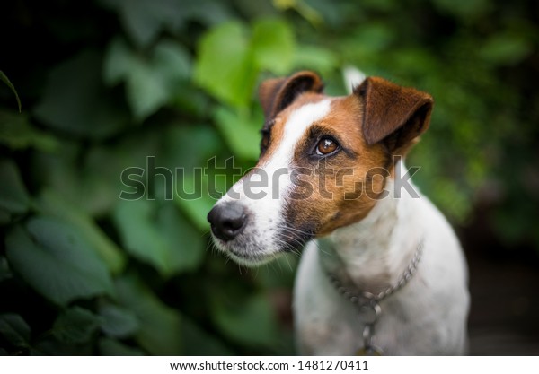 Fox terrier portrait\
green background