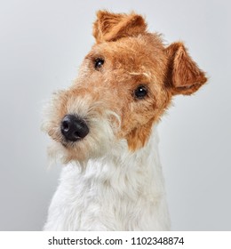 Fox Terrier Portrait Isolated