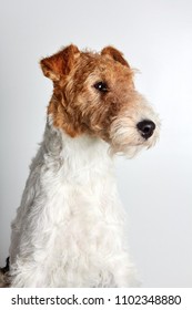 Fox Terrier Portrait Isolated