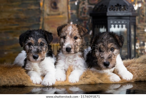 Fox Terrier\
puppy on a yellow-gold\
background