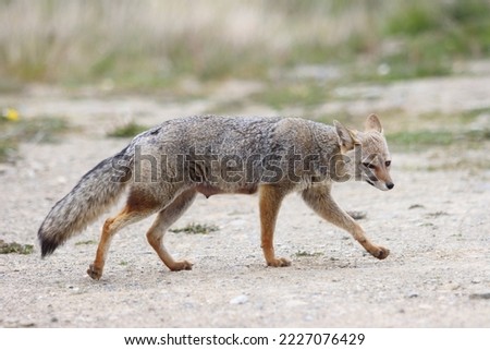 Fox in Tierra del Fuego National Park