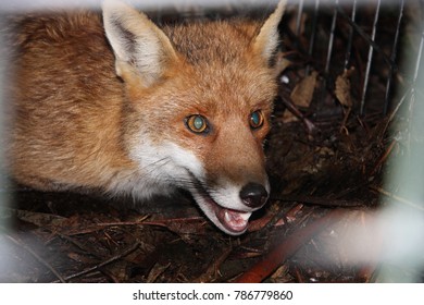 105 Fox trapped into cage Images, Stock Photos & Vectors | Shutterstock