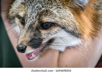 Fox Upstate New York Adirondacks Winter Raptor Fest