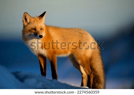Fox is a very clever creature, it is famous for its cleverness. It is an omnivorous animal that fills its stomach by eating fruits, vegetables, birds, fish, frogs, insects, etc.