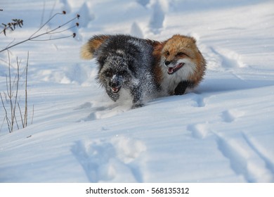 fox, vulpes vulpes
