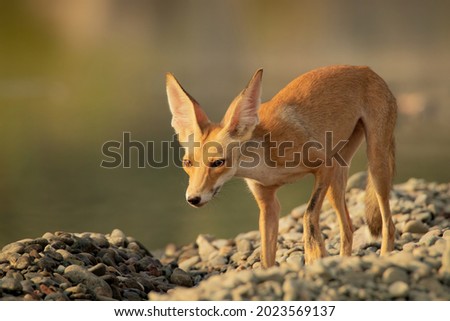 Rüppell's fox (Vulpes rueppellii), also called Rüppell's sand fox, is a fox species living in desert and semi-desert regions of North Africa, the Middle East, and southwestern Asia.