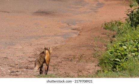 Fox Walking Along Red Dirt Path From Behind