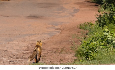 Fox Walking Along Red Dirt Path Next To Field From Behind