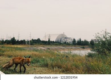 Fox Walking Infront Of The Chernobyl Nuclear Reactor