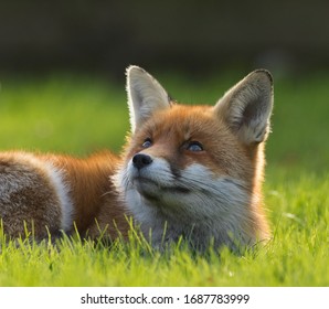 Fox erwärmt sich in der Sonne