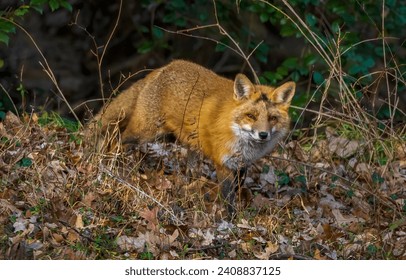 A fox in the wild. Fox in nature. Fox portrait. Sad fox in forest