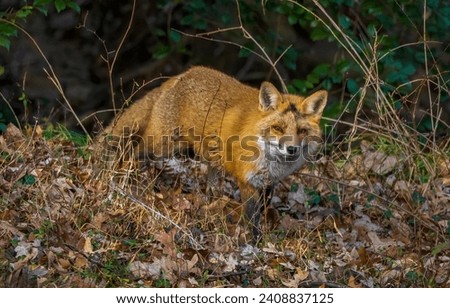 A fox in the wild. Fox in nature. Fox portrait. Sad fox in forest