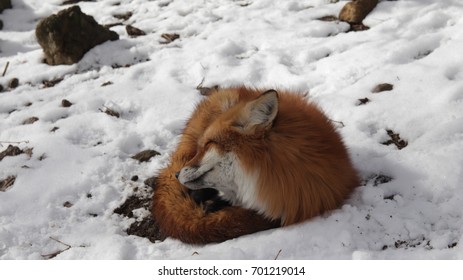 Fox in winter 