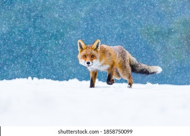 Fox in winter. Red fox, Vulpes vulpes, sniffs about prey on forest meadow in snowfall. Orange fur coat animal hunting in snow. Fox in winter nature. Wildlife scene. Habitat Europe, Asia, North America