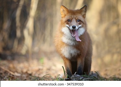 The Smile Of The Fox