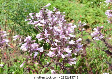 48 Foothill beardtongue Images, Stock Photos & Vectors | Shutterstock