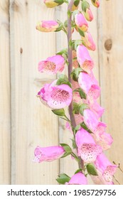 Foxglove Digitalis ‘Pink Panther’ In Full Bloom