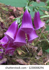 Foxglove Washington Coast