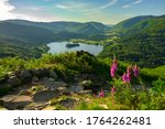 Foxgloves and Grasmere from Loughrigg Fell, Lake District