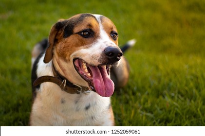 Foxhound Dog In The Park