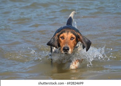 Foxhound Swimming