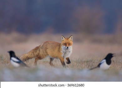 Fox/hunting