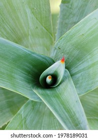 Foxtail Agave Green Gardening Plant