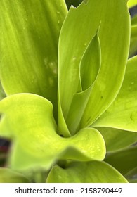 Foxtail Agave Plant Stock Photo