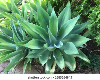 Foxtail Agave Plant In Summer