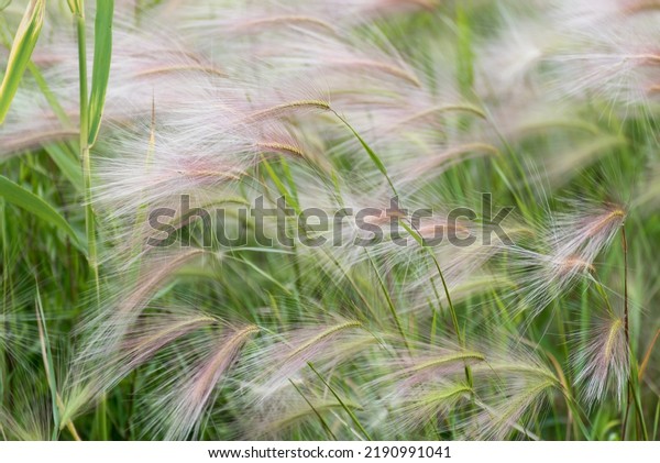 Foxtail barley grass waving in the wind, growing\
near a pond
