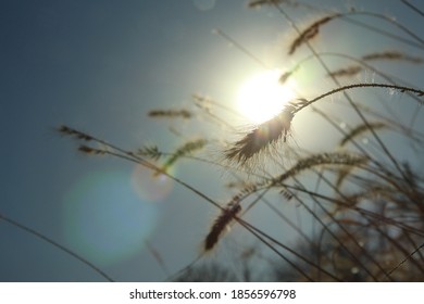 Foxtail (bristlegrass) Of Dumul Meori In Yangpyeong, Korea.