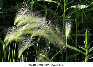 Foxtail Grass 