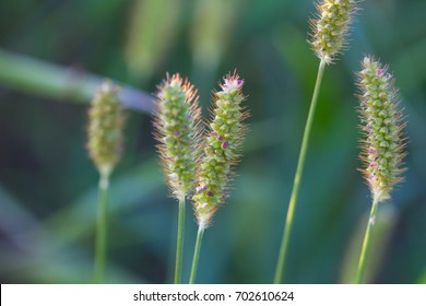 Foxtail Grass