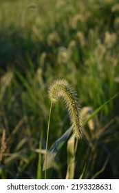 Foxtail Grass In A Field