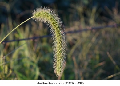 Foxtail Grass In A Field