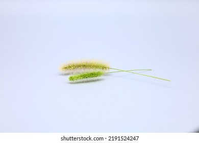 
Foxtail Grass With Green Color