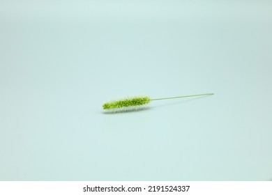 
Foxtail Grass With Green Color