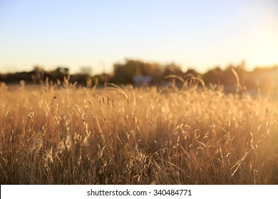 Foxtail Grass In The Morning Sun