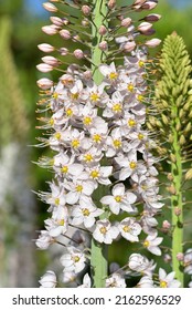 The Foxtail Lily Eremurus Robustus