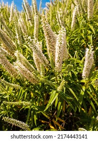 Foxtail Lily In New Zealand