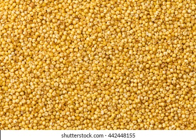 Foxtail Millet,