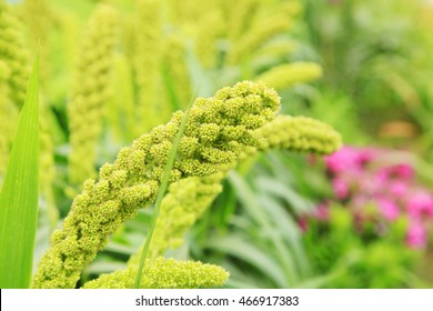  Foxtail Millet