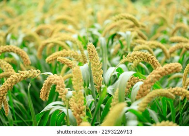  foxtail millet crops in the fields in autumn - Shutterstock ID 2293226913