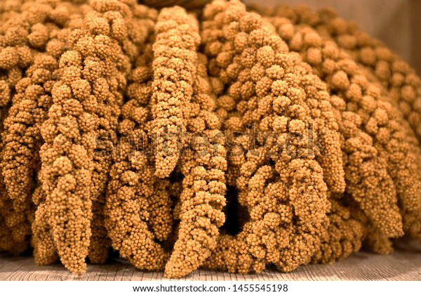 Foxtail Millet Setaria Italica Annual Grass Stock Photo Edit Now