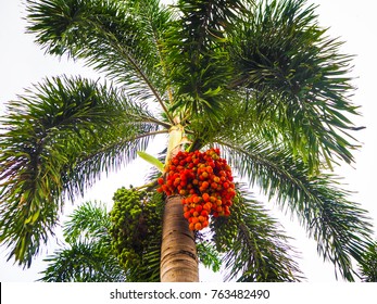 Foxtail Palm Fruit , Ripe Areca Nut Palm On Tree With Bird Nest.