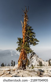 Foxtail Pine Growing Near The Summit Of Alta Peak In Sequoia National Park